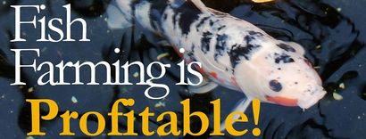Starten Sie Ihr eigenes Home Based Fischzucht Geschäft für Profit, WorldWide Aquakultur