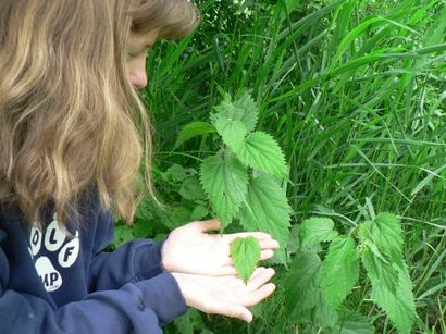 Ortie récolte, transformation et recettes, Wolf Camp et le Collège de conservation