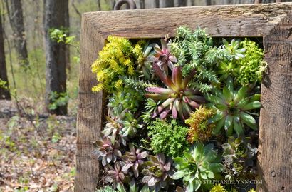 Saftige Wand-Pflanzer, wie ein vertikaler Garten bauen