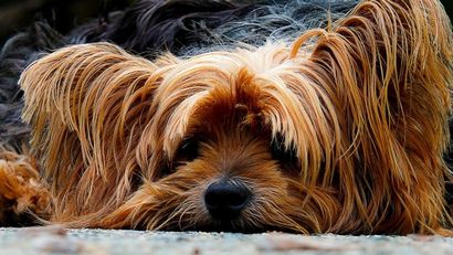 Survivre à la première nuit la maison avec votre nouveau chiot - Comment former votre chiot à dormir la