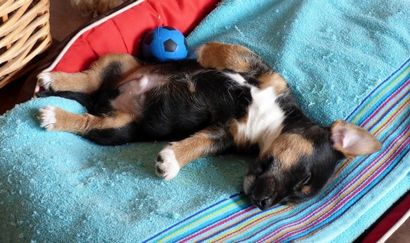 Survivre à la première nuit la maison avec votre nouveau chiot - Comment former votre chiot à dormir la