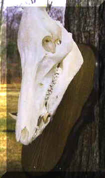 Taxidermie - Mounts européennes (association nationale taxidermie) Taxidermie - Monts d'Europe