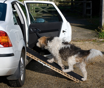 Apprenez à votre chien senior utiliser une rampe ou un escalier (rampe de chien) Apprenez à votre chien senior utiliser une rampe ou un escalier
