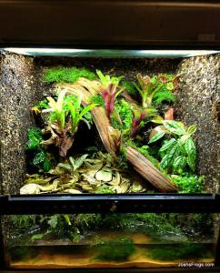 Terrarium Construction - Pour vous aider communier avec la nature, Josh - grenouilles s