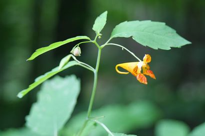 Thankful Expressions Jewelweed Salve