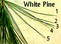 The Amazing All-Purpose Pine Needle Tea - Jardin de Dave