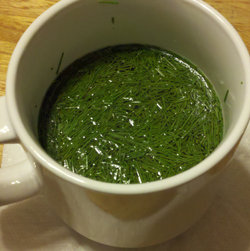 The Amazing All-Purpose Pine Needle Tea - Jardin de Dave