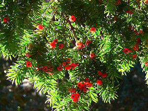 The Amazing All-Purpose Pine Needle Tea - Jardin de Dave