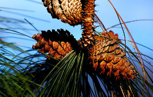 The Amazing All-Purpose Pine Needle Tea - Jardin de Dave