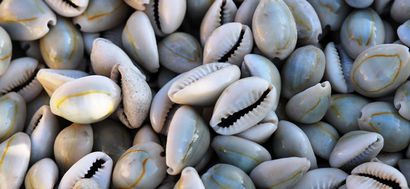 L'art de Cowrie Shell Divination - Produits d'origine Botanica, original Botanica