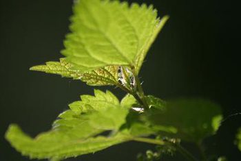 Les avantages - Effets secondaires de Ortie feuilles de thé, une alimentation saine, SF Porte