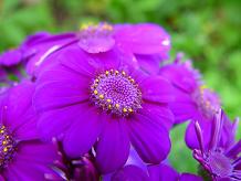 La couleur pourpre et le violet Couleur (couleur) La couleur pourpre et la couleur Violet