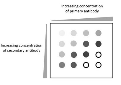 Der Dot Blot, Innova Biosciences