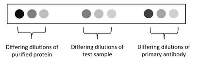 Der Dot Blot, Innova Biosciences