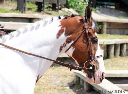 The Great Jumper Braid Debatte, zog sie nach Texas