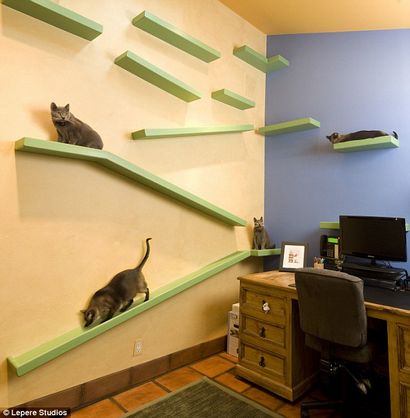 L'homme qui a transformé sa maison en un fantasme félin Builder crée une utopie pour ses 14 chats, complète