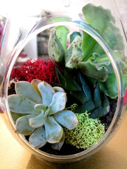 NYC Terrarium!