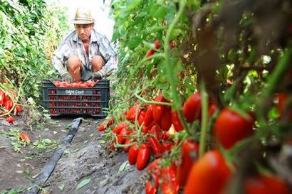 Das Geheimnis zum Mastering Italien - Die besten Tomatensoße, Pummarola, Julia della Croce