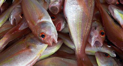 Die Wahrheit über die Verwendung von Fischemulsion Dünger für Pflanzen