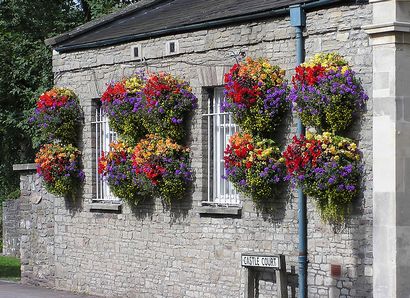 The Ultimate Guide to Hanging Baskets
