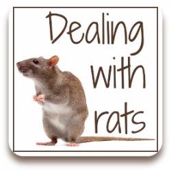 Songez à l'aide d'un piège à rats électrique je passe en revue l'un des meilleurs