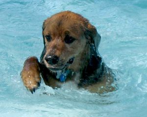 Tipps für die Unterstützung eines widerstrebender Hund der Angst vor dem Wasser überwinden und schwimmen lernen