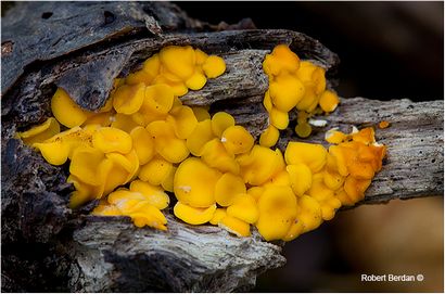 Tipps zur Identifizierung und Fotografieren von Pilzen - Der kanadischen Natur-Fotografen