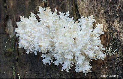 Tipps zur Identifizierung und Fotografieren von Pilzen - Der kanadischen Natur-Fotografen