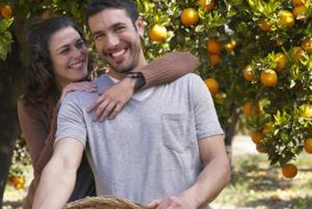 Outils pour la cueillette des oranges des arbres, des guides d'accueil, SF Porte