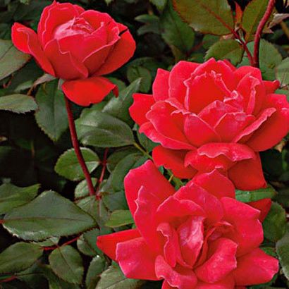 Top 25 Most Beautiful Red Roses
