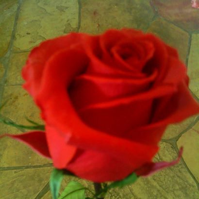 Top 25 Most Beautiful Red Roses