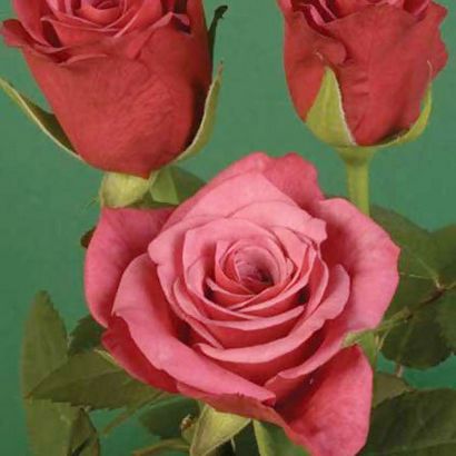 Top 25 Most Beautiful Red Roses