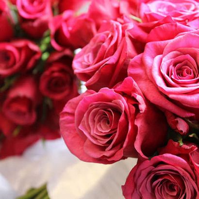 Top 25 Les plus belles roses rouges (fleurs rose rouge) Top 25 Les plus belles roses rouges