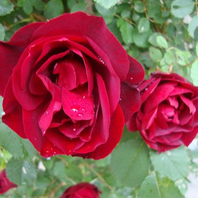 Top 25 Most Beautiful Red Roses