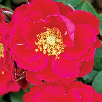 Top 25 Most Beautiful Red Roses