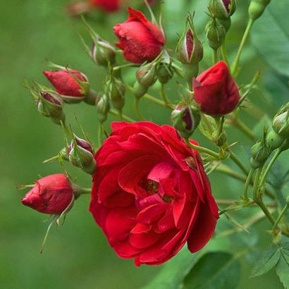 Top 25 Most Beautiful Red Roses