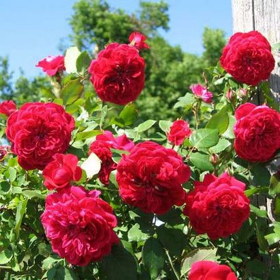 Top 25 Most Beautiful Red Roses