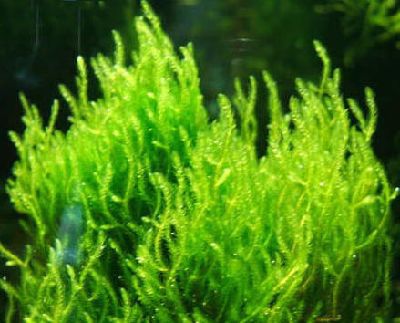 Top 5 facile à Moss soins aquatiques, aquascapers