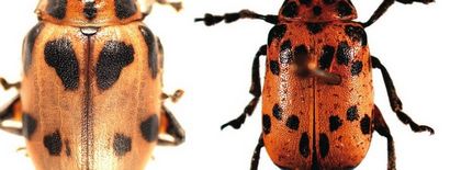 Toxic Käfer und giftige Pflanzen Studie zeigt auf, wie im südlichen Afrika ‚Buschmänner‘ tödliches Gift machen