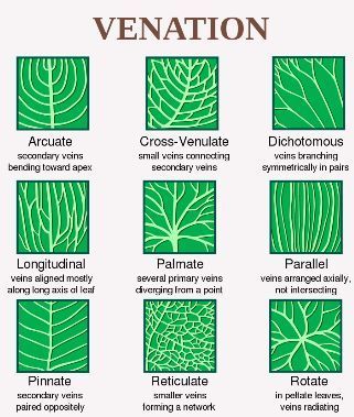 Arbre Structure Feuille - Forme, Marge et Venation