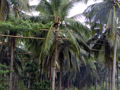 Tuba ou vin de palme