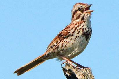 Types de sons d'oiseaux - Bruits oiseaux