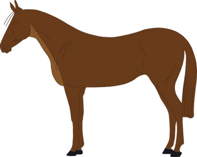 Types de clip cheval, Horze Guides (cheval) Types de clip cheval, guides Horze