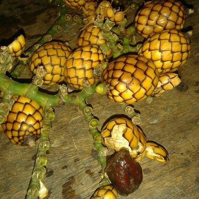 Ukoy - Cuisine des Philippines (ukoy) Ukoy - Filipino alimentaire