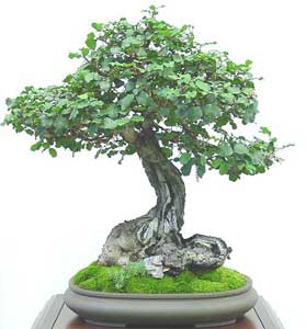 Graines insolites et différents pour les spécimens Bonsai du monde entier