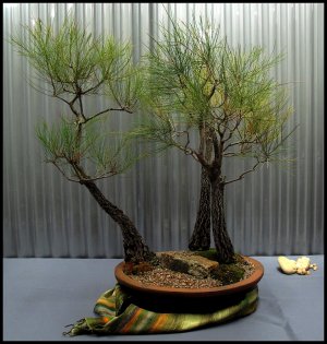 Graines insolites et différents pour les spécimens Bonsai du monde entier