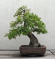 Graines insolites et différents pour les spécimens Bonsai du monde entier