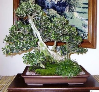 Graines insolites et différents pour les spécimens Bonsai du monde entier