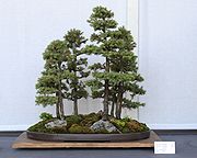 Graines insolites et différents pour les spécimens Bonsai du monde entier