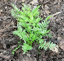 Valériane - (extrait à base de plantes) Utilise naturel pour soulagement de l'anxiété, la dépression & amp; Stress